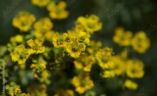 Flora of Gran Canaria - Ruta chalepensis, fringed rue, introduced species, natural macro floral background
 photo