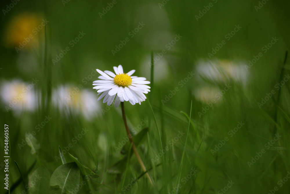 Spring meadow with white daisy flower in green grass. Floral background with chamomile, beauty of nature Spring meadow with white daisy flower in green grass. Floral background with chamomile, beauty of nature