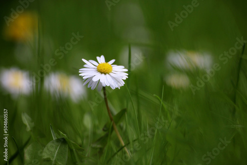 Spring meadow with white daisy flower in green grass. Floral background with chamomile, beauty of nature