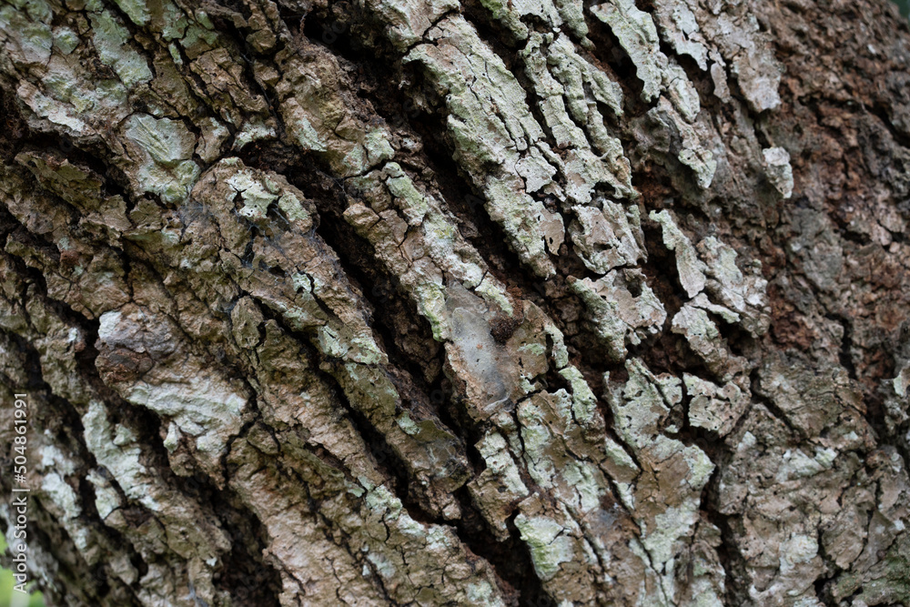 dry tree bark texture and background, nature concept dry tree bark texture and background, nature concept