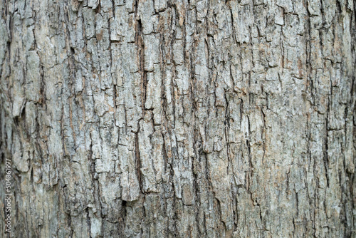 dry tree bark texture and background, nature concept © tatomm