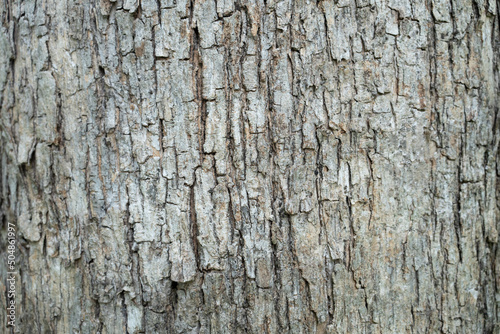 dry tree bark texture and background, nature concept