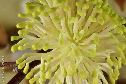 Newly opened Pincushion Hakea (Hakea laurina) flower. Australian native plant. photo