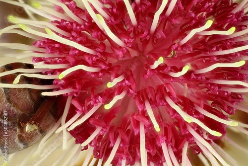 Pincushion Hakea (Hakea laurina) flower and bud. Australian native plant. photo