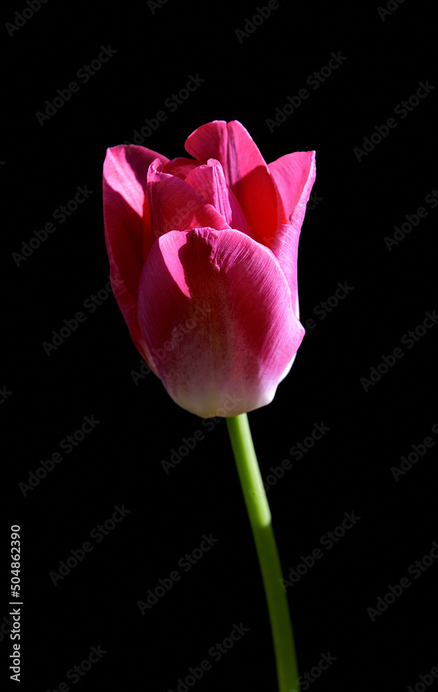tulipan kwiat w ogrodzie - obrazy, fototapety, plakaty 