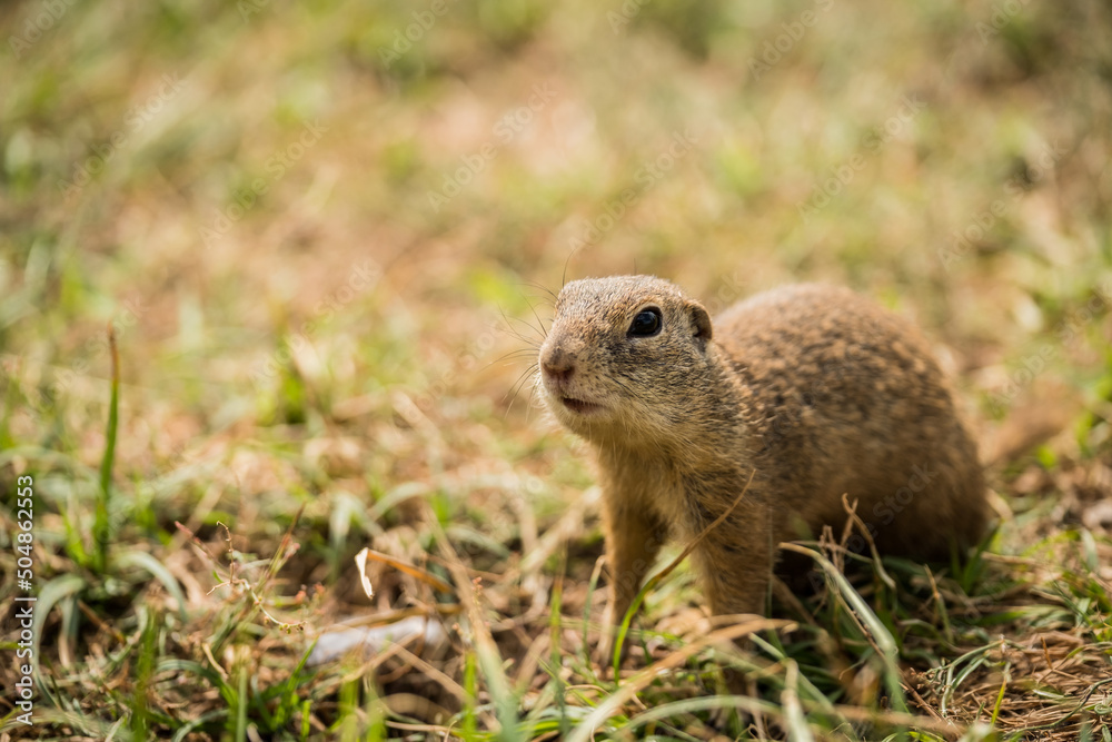European susliks in the meadow. Ground squirrel in wild nature. European susliks in the meadow. Ground squirrel in wild nature.