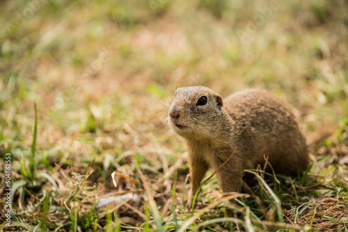 European susliks in the meadow. Ground squirrel in wild nature. © vitaprague