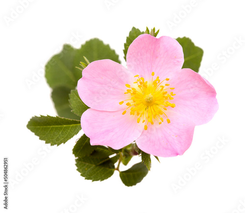 Flora of Gran Canaria - Rosa canina, dog rose, isolated on white 