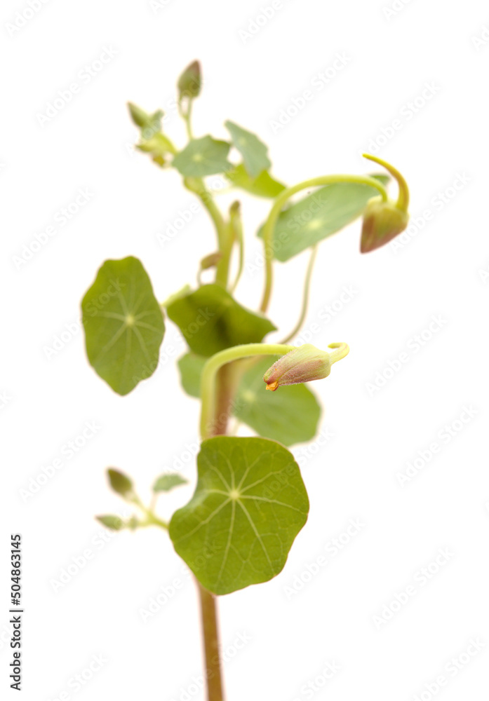 Flora of Gran Canaria - Tropaeolum majus, the garden nasturtium, introduced and invasive plant, edible, natural macro floral background
Flora of Gran Canaria - Tropaeolum majus, the garden nasturtium, introduced and invasive plant, edible, natural macro floral background