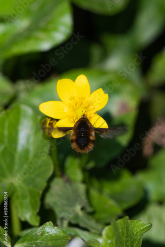 Bombylius major - Large Bee-fly - Grand Bombyle photo