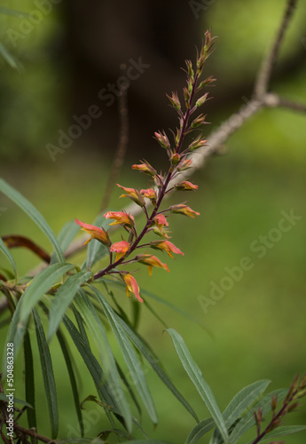 Flora of Gran Canaria - orange and red flowers of Isoplexis canariensis, plant endemic to Canary Islands, natural macro floral background
 photo