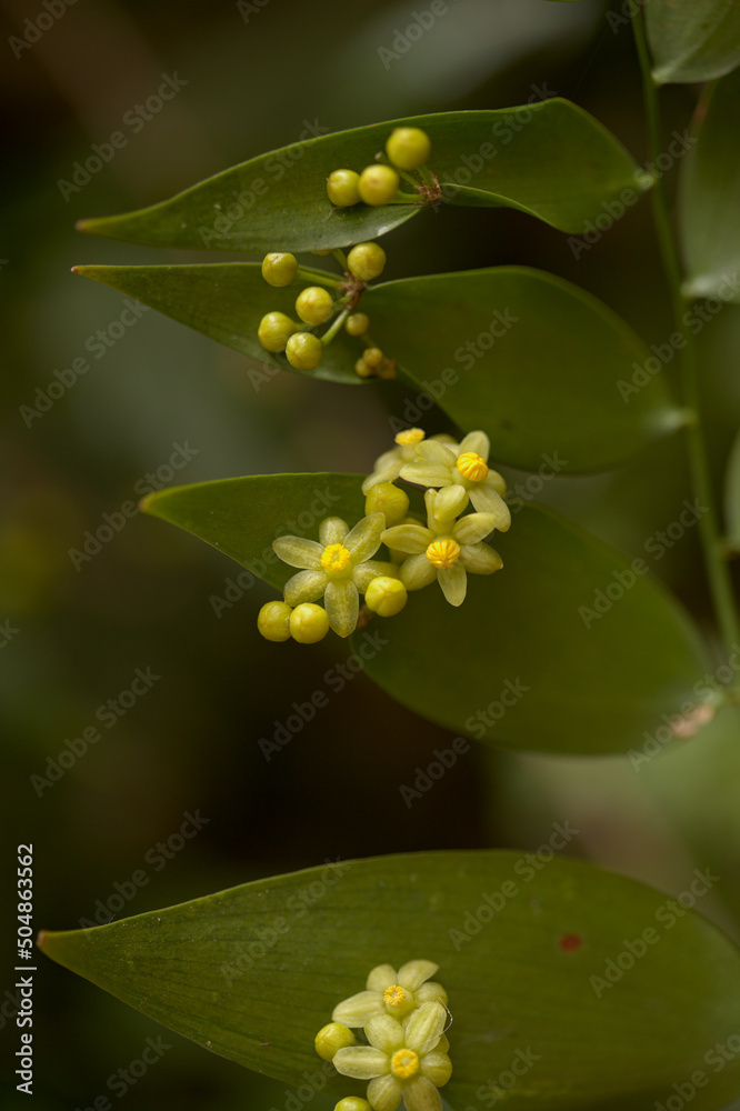Flora of Gran Canaria - Semele androgyna, native to Canary Islands and Madeira, natural macro floral background
Flora of Gran Canaria - Semele androgyna, native to Canary Islands and Madeira, natural macro floral background
