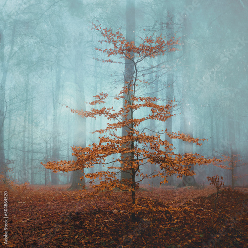 Small beech tree in fog-shrouded autumn forest