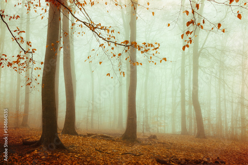 Beech forest shrouded in thick autumn fog photo