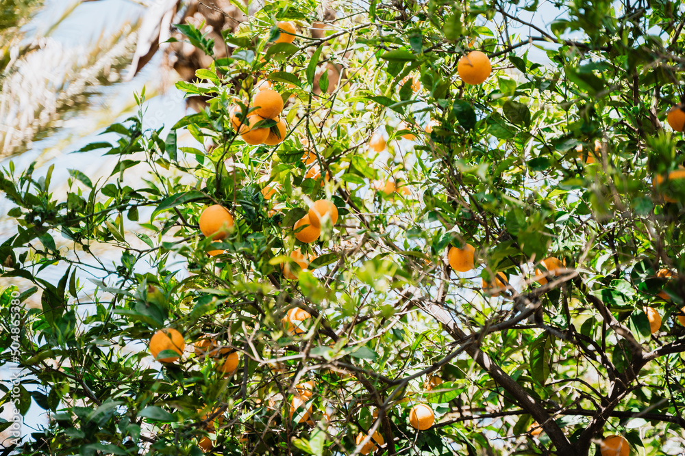 Ripe mandarin oranges hanging on tree branches close-up. Low angle photo of juicy citrus tangerines growing on tree.