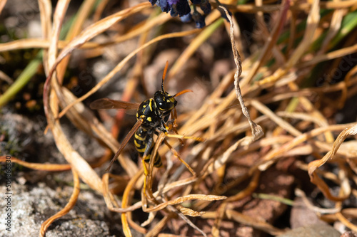 Polistes dominula - European paper wasp - Poliste gaulois