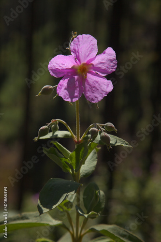 Flora of Gran Canaria - flowering pink Cistus ocreatus, rockrose endemic to the island, pyrophile plant, natural floral background photo