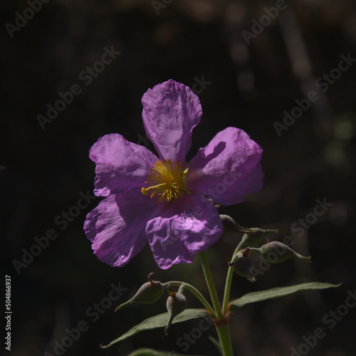 Flora of Gran Canaria - flowering pink Cistus ocreatus, rockrose endemic to the island, pyrophile plant, natural floral background photo