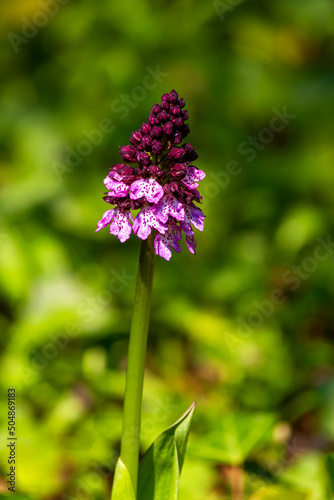 Single orchis blooming in spring photo