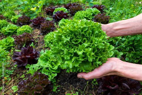 Hands of man holding lettuce in farm photo