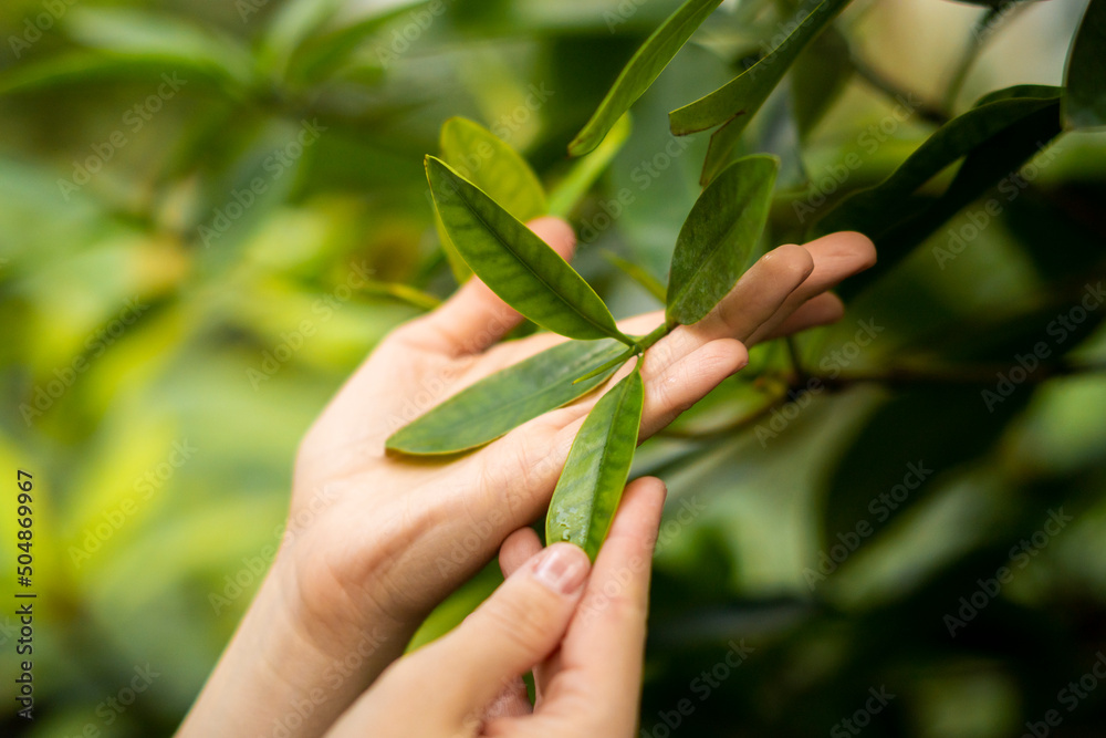 Hands of woman holding leaves of plant Hands of woman holding leaves of plant