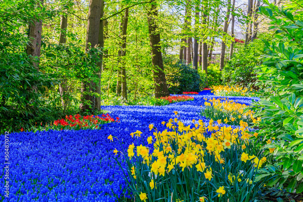 Blooming colorful flowerbed in Keukenhof public flower garden. Lisse, Holland, Netherlands.