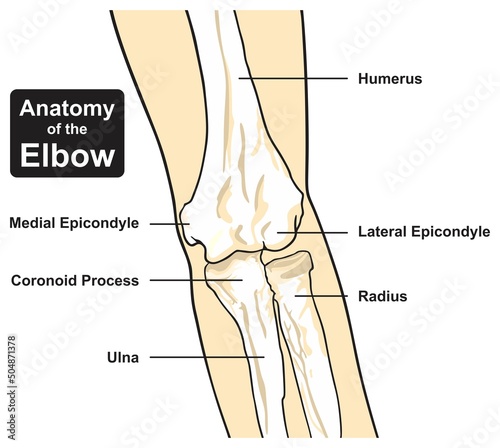 Elbow joint anatomy infographic diagram bones humerus ulna radius parts structure arm forearm cartoon vector drawing illustration for medical science education lateral medial epicondyle photo