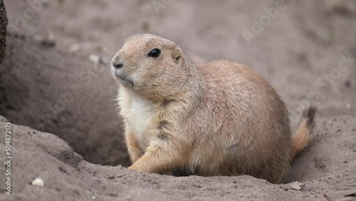 Prairie dogs are herbivorous burrowing mammals native to the grasslands of North America. Within the genus are five species: black-tailed, white-tailed, Gunnison's, Utah, and Mexican prairie dogs. photo