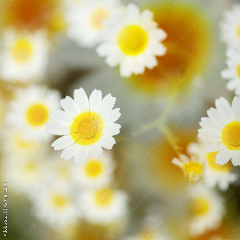 Flora of Gran Canaria Glebionis coronaria, formerly called