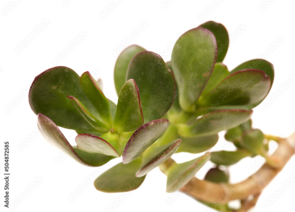 Fleshy leaves of Crassula ovata, money tree, isolated on white background Fleshy leaves of Crassula ovata, money tree, isolated on white background