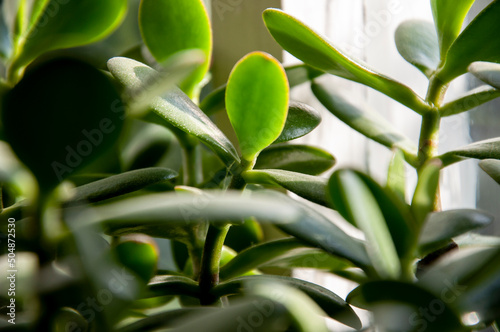 Beautiful tropical plant krassula or another named money tree is growing and blooming on the old window
