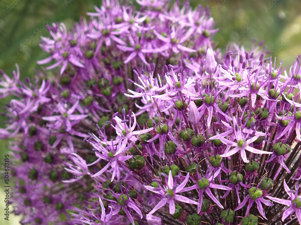 Obraz premium purple flowers in the garden