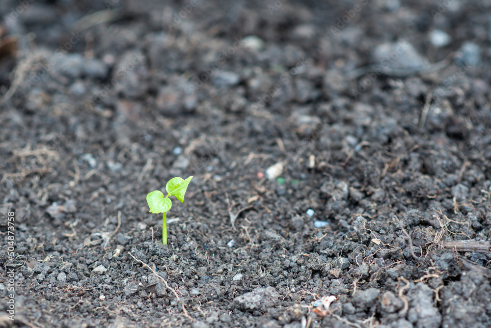 The sapling of the plant is beginning to grow from the fertile soil. The sapling of the plant is beginning to grow from the fertile soil.