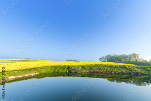 満開の菜の花畑と水鏡