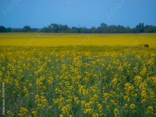 Canola field at sunset. .