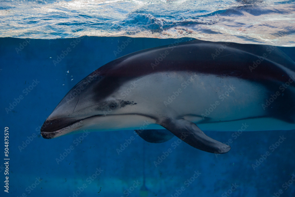 Fototapeta premium 眠ったような表情のカマイルカ
