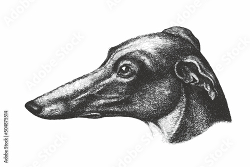 Greyhound portrait. Doodle ...