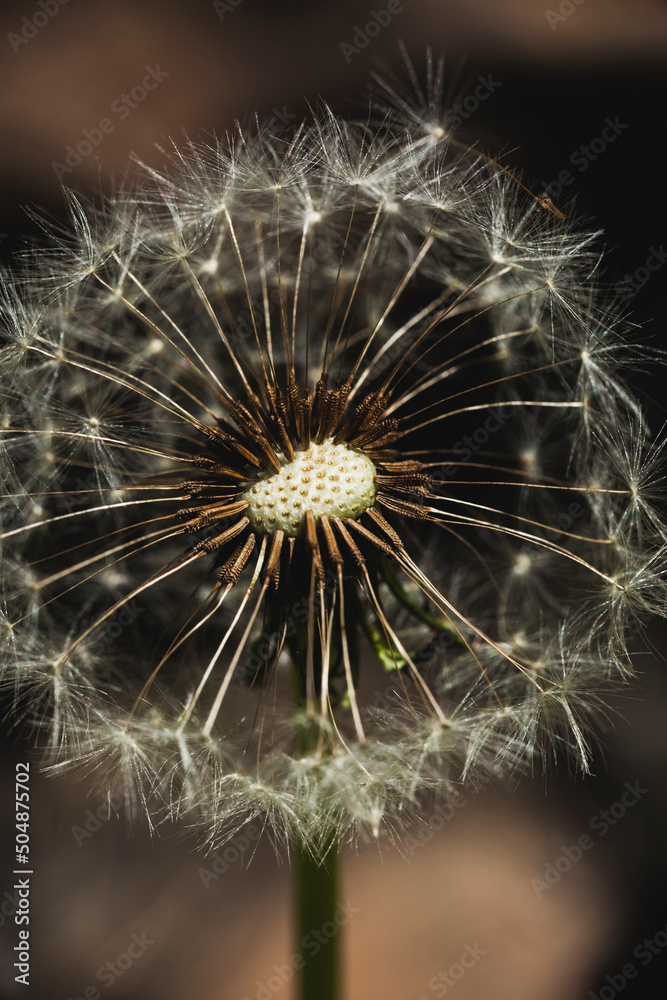 Fototapeta premium a dandelion with a fluffy white head grows outdoors. miakro photography