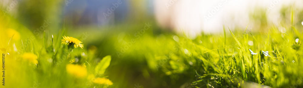 Panoramic banner background with a flower among the green grass in the yard. Beautiful natural rural landscape. Selective focus in the foreground with a heavily blurred background