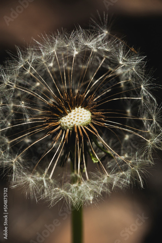 a dandelion with a fluffy white head grows outdoors. miakro photography