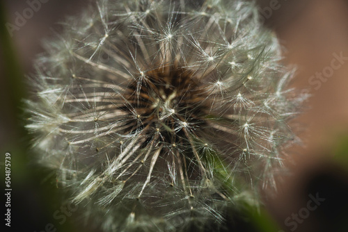 a dandelion with a fluffy white head grows outdoors. miakro photography