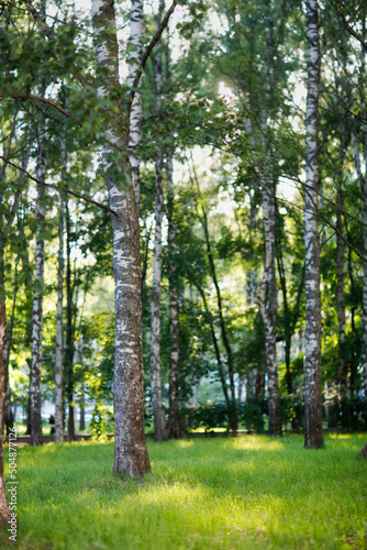 Fototapeta Naklejka Na Ścianę i Meble -  Birch grove in summer and sunlight, beautiful foliage. soft focus