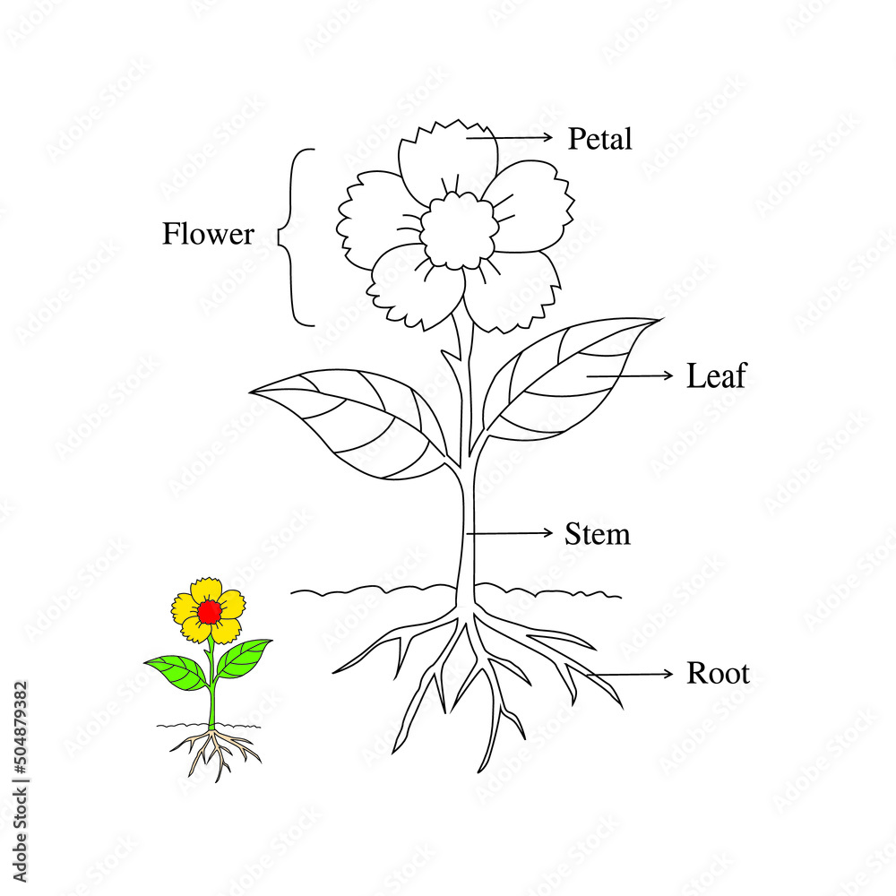 Parts of plant. Parts of sunflower plant. Morphology of flowering plant