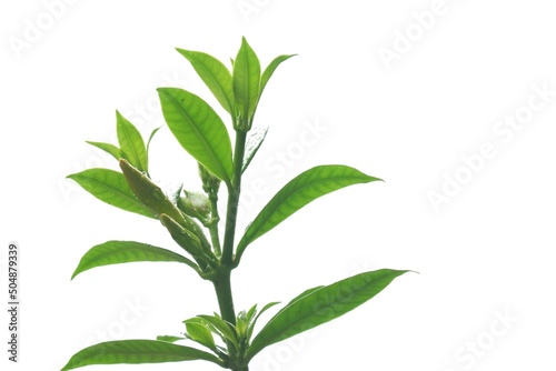 In selective focus a young tropical flower plant with bud flower blossom on white isolated background