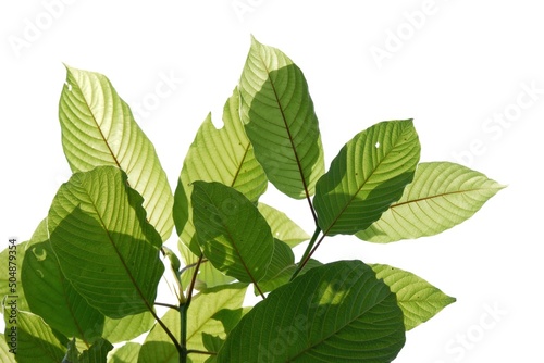 In selective focus a branch of Kratom leaves on white isolated background for green foliage backdrop