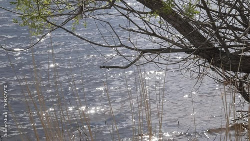 Wallpaper Mural Tree with fresh green leaves and dry grass near the river bank. The rays of the sun reflect on the waves. Beautiful nature background Torontodigital.ca