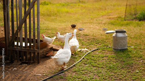 Billede på lærred A flock of white geese grazes on a green meadow on the farm