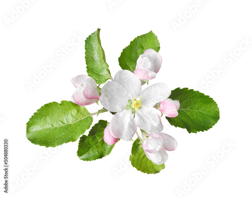 Blossoming apple tree branch isolated on white background. Floral design element. 