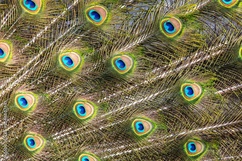 Obraz premium Multicolored peacock feathers as a background.