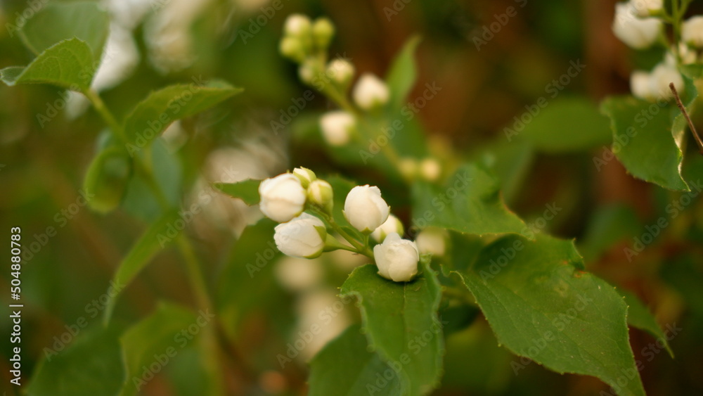 Beautiful white jasmine flowers on a green bush in the garden Beautiful white jasmine flowers on a green bush in the garden